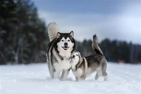 Alaskan Malamute Colors • helloBARK!