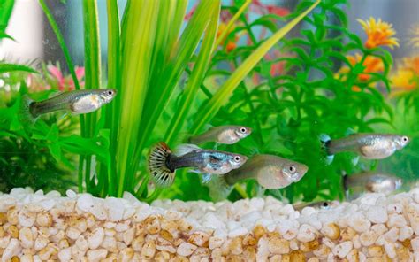 What do Guppies Need in Their Tank?