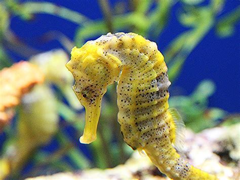 Seahorse Colorful