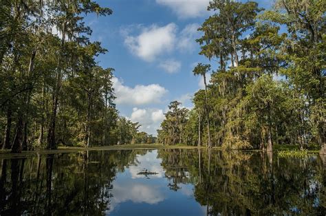 Usa, Louisiana, Swamp Landscape Breaux Photograph by Dosfotos - Fine ...