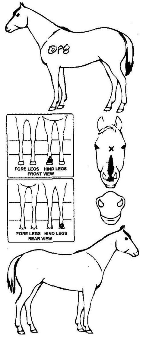 iCompete - Animal Details