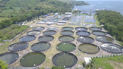 Trending! Tambak Udang Kolam Bundar | JALA Blog