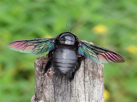 Free photo: Flying Insect - Animal, Closeup, Flying - Free Download ...