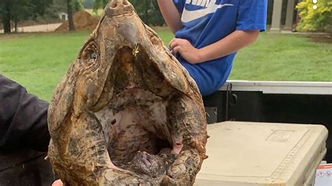 Mississippi man catches rare 70-pound alligator snapping turtle