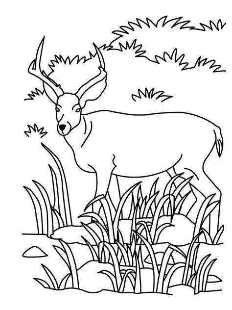 Grassland Animals Coloring Pages - Coloring Home