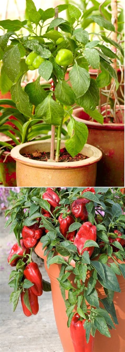 How to Grow Bell Peppers in Containers & Care - garden favorite