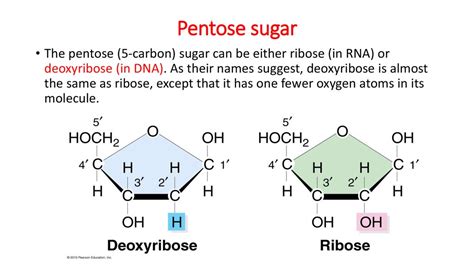 Functions and structures of DNA and nucleotide - презентация онлайн