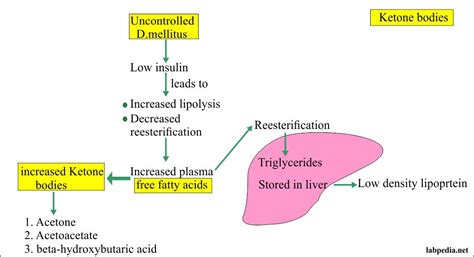 Urine for ketones, and Ketone Bodies (Ketonuria) - Labpedia.net