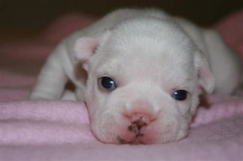 37+ French Bulldog Newborn Puppy Picture - Bleumoonproductions