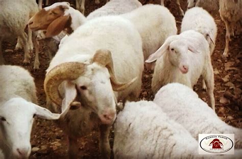 Assaf sheep. USA www.karrasfarm.com Goats, Sheep, Dairy, Milk, Usa ...