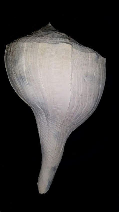 Large 7 Inch Florida Fossil Whelk Sea Shell All Natural - Etsy