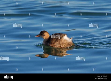 Little Grebe (Tachybaptus ruficollis) in winter plumage swimming in ...