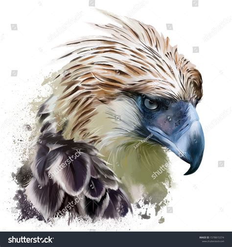 692 Philippine Eagle Images, Stock Photos & Vectors | Shutterstock