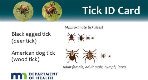 Deer Tick Vs Dog Tick