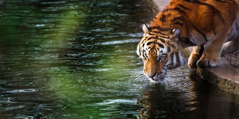 Tiger 4k, HD Animals, 4k Wallpapers, Images, Backgrounds, Photos and ...