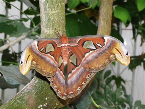 Atlas Moth Free Photo Download | FreeImages