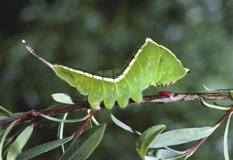 Caterpillar Camouflage Photograph by Perennou Nuridsany - Fine Art America