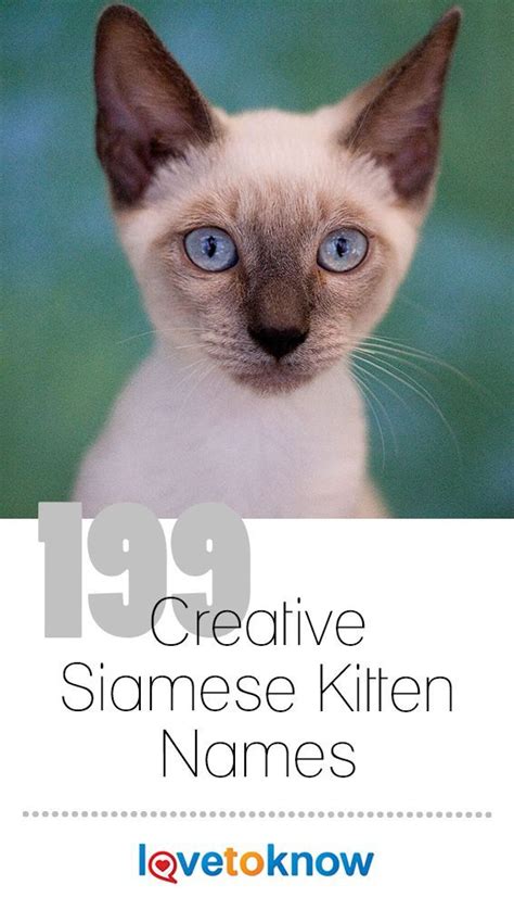 199 Creative Siamese Kitten Names - Siamese Kittens - Ideas of Siamese ...