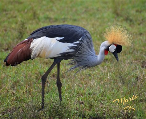 African Grey Crowned Crane | African grey, Masai mara kenya, Masai mara ...