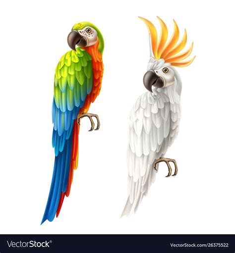 Realistic parrots macaw and cockatoo set Vector Image