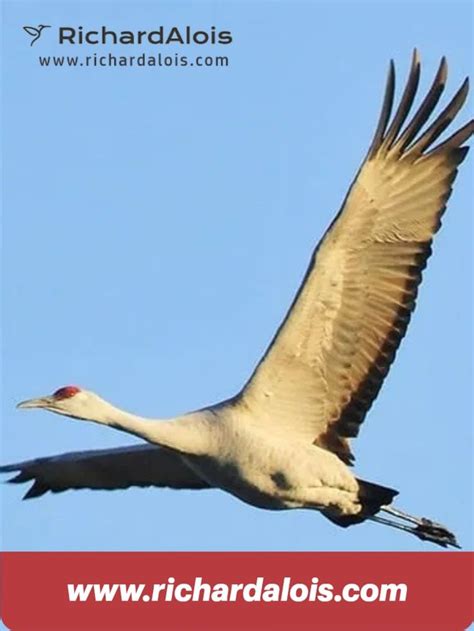 Crane Symbolism – Symbols And Meanings Of The Crane | Animal symbolism ...