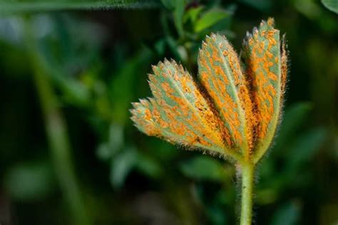 How To Get Rid Of Rust Fungus - Gardening Sun