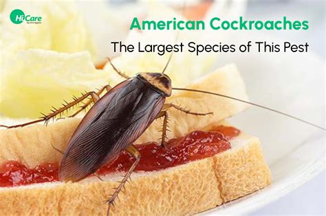 American Cockroach - World Largest Cockroach Species