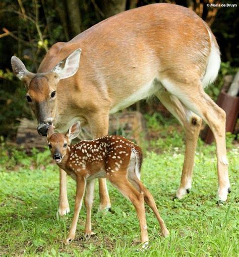 White-tailed deer, fawn | Animals beautiful, Whitetail deer, Whitetail ...