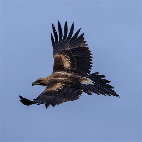 Wedge-Tailed Eagle Photograph by Sandy Eveleigh