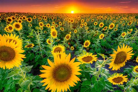 Sunflower Field - Where To Find Gorgeous Sunflower Fields In Maryland ...