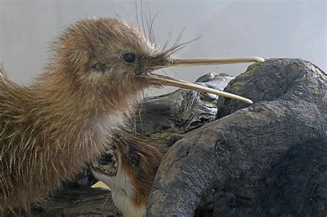 Where Do Kiwi Birds Live? - WorldAtlas