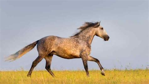 Andalusian Horse Names - Ultimate List of 71+ Ideas - Equine Desire