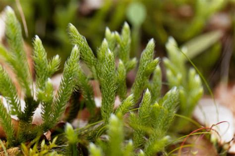 Learn About Lycopodium: Earth’s Oldest Remedy for Bloating | Boiron USA