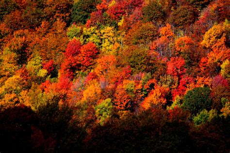 West Virginia Fall Foliage, '12 | Virginia fall, Fall foliage, West ...