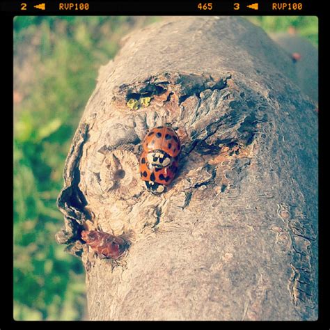 Ladybirds (Ladybugs in North America) by derbluthund on DeviantArt