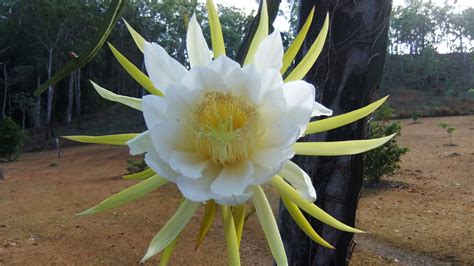 Oh what a beauty! The large flower of he Dragon Fruit plant only ...