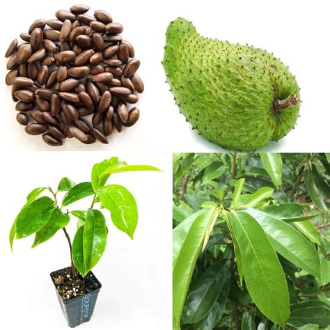 Soursop Annona muricata seeds Guanabana 100% organic fresh graviola ...