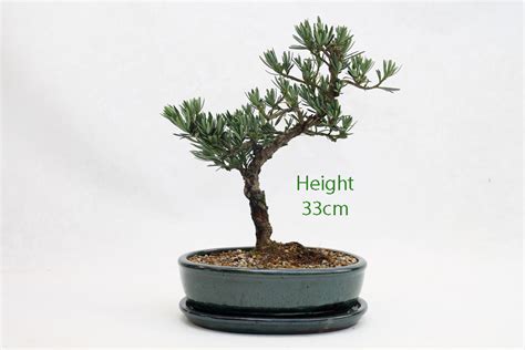 Buddhist Pine Podocarpus Bonsai Tree Number 95 - ALL THINGS BONSAI