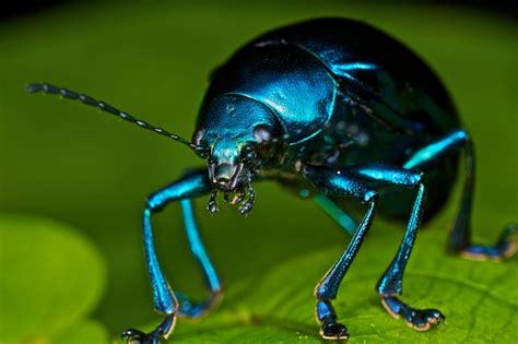 138 best images about BUGS LIKE JEWELS. on Pinterest | Horns, Green and ...