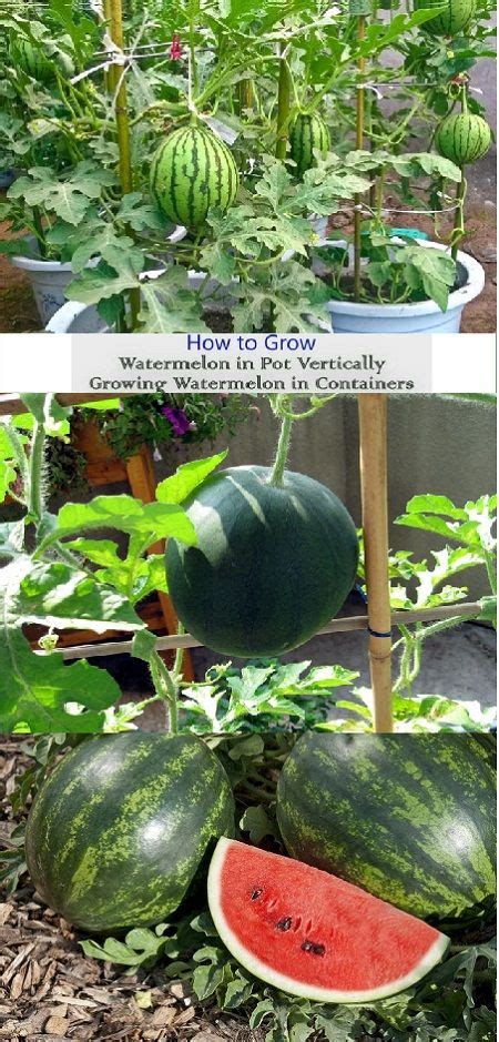 The 25+ best Growing watermelons ideas on Pinterest | How to grow ...