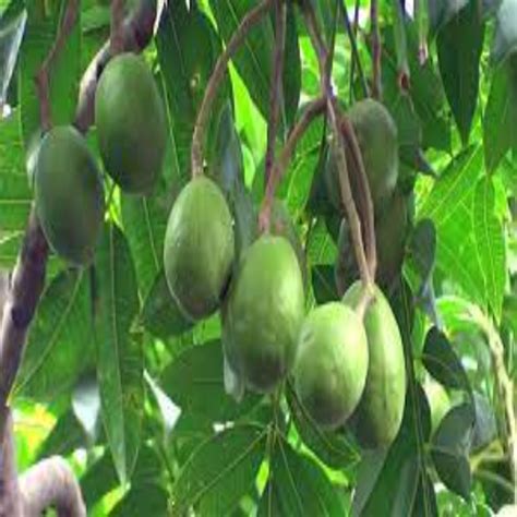 Amra Fruit Plants at Best Price in Kolkata, West Bengal | Everfit Agro Farm