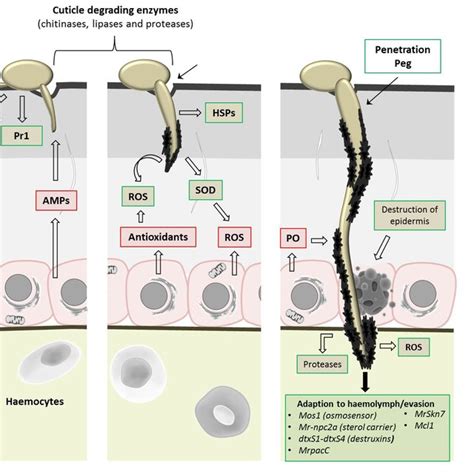 (PDF) Entomopathogenic Fungi: New Insights into Host-Pathogen Interactions