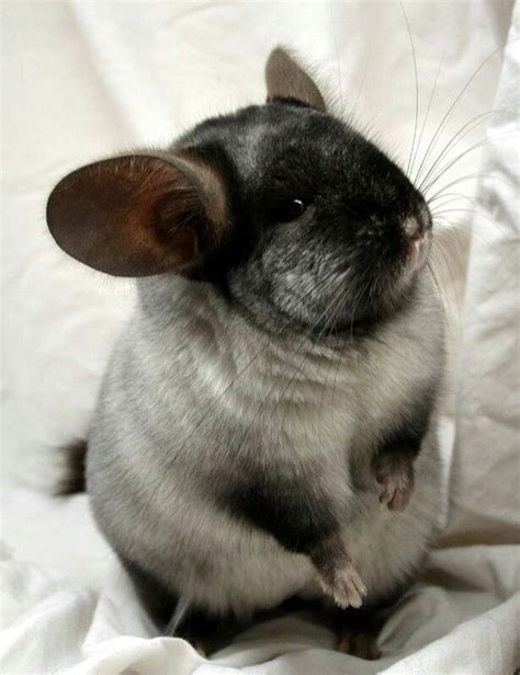 Pin by Michelle Figueroa on Chinchila | Chinchilla cute, Chinchilla pet ...