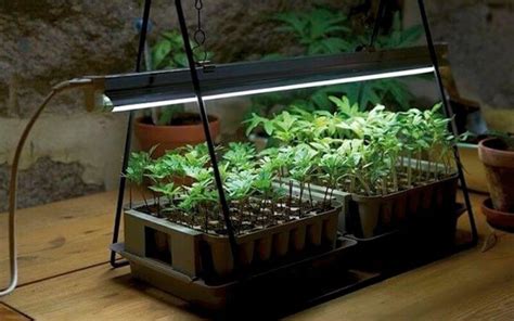 How To Start Growing Plants Indoors With Artificial Light - Gardening ...