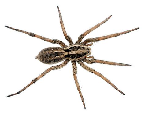 Wolf Spider | Pest Information & Prevention Tips