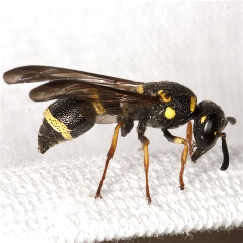 Potter Wasp - Parancistrocerus perennis - BugGuide.Net