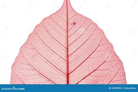 Dyed Dry Peepal Leaf Stock Photography - Image: 24489902