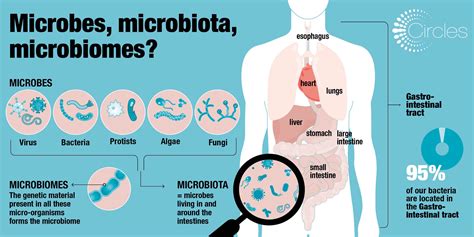 Human Microbiome Bacteria