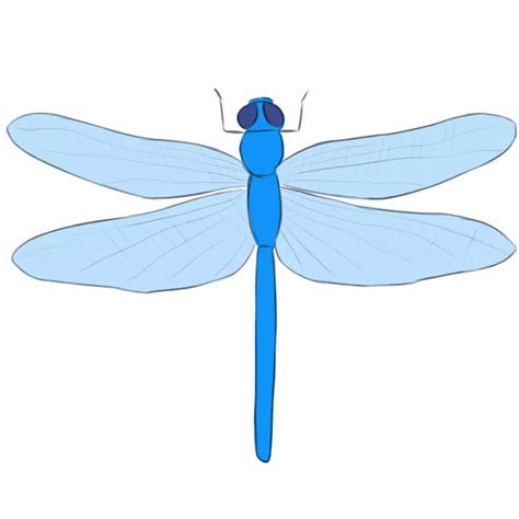 How To Draw A Dragonfly