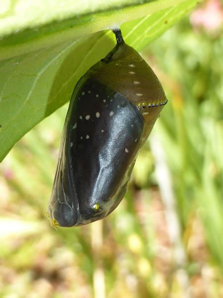 Queen Butterfly Chrysalis | Project Noah